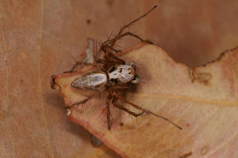 Oxyopes_variabilis_D7787_Z_88_North Stradbroke island_Australie.jpg